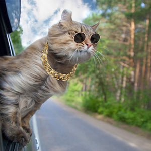Sir Pounce's Chain and Glasses